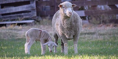 Nacieron los primeros corderos de embriones producidos in vitro