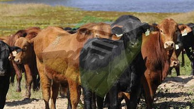 Bovinos de carne: cruzar es una herramienta con resultados impactantes