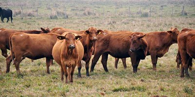 Diagnóstico y control de pérdidas por abortos en bovinos