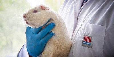 El trabajo del INTA para la protección de animales de laboratorio