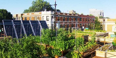 Guía para el cultivo en azoteas: techos verdes