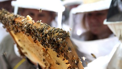 UE prohíbe el uso de pesticida que afecta a la reproducción de las abejas