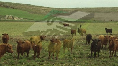 ¡Chau campito!: Pérdida del poder adquisitivo de la soja y el valor Novillo en los últimos 4 años, por Néstor Eduardo Roulet