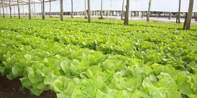 Pautas para conservar la calidad de las hortalizas