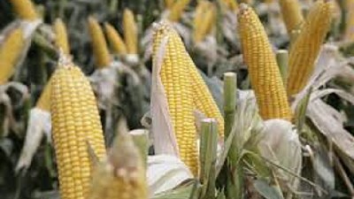 Estados Unidos y China lograron un primer acuerdo que conduciría a una salida de la “guerra comercial”