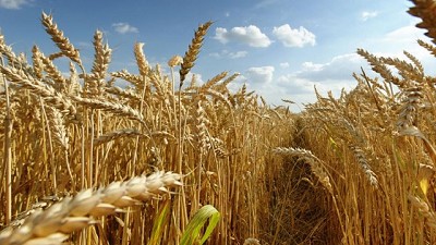La produccion de trigo llegaria a las 7 millones de toneladas 