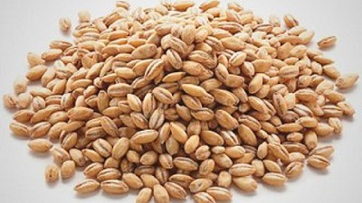 Australia: desarrollan cebada alta en fibra para el mercado estadounidense