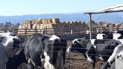 ¿Qué está pasando con el negocio lechero?
