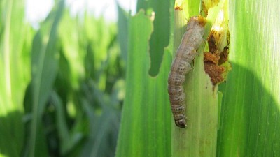 Aapresid y las mejores estrategias para mantener al Cogollero ‘a raya’