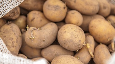 El INTA siembra las primeras papas que no se oxidan