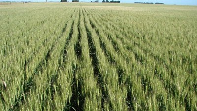 Visitas a ensayos de potasio en región pampeana este