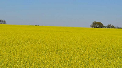 Nuseed expande su estrategia con Carinata