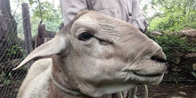 En Jujuy, evalúan la producción de razas deslanadas