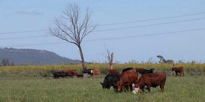 Intoxicación por hongos en bovinos