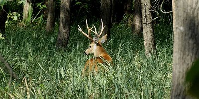 Primera empresa forestal del país certificada por cuidar servicios ecosistémicos