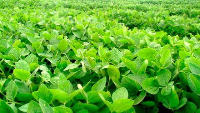 La soja ya cubrió el 97,6% de las 17.400.000 hectáreas proyectadas para la campaña actual. 