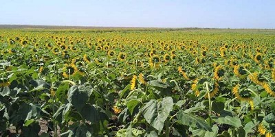 La producción de Girasol se ubicaría en 3.2 Mtn
