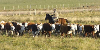 Prevenir el estrés calórico es evitar daños económicos