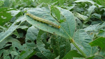 Soja: alerta por insectos que pueden afectar los rindes
