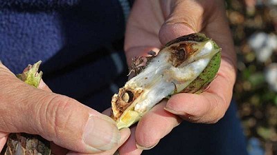 Pautas para controlar al picudo algodonero