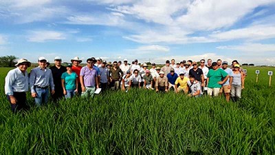 La importancia del manejo del potasio en la región del Litoral