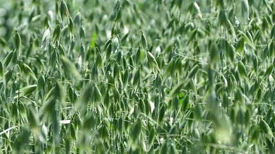 Inscriben una nueva variedad de avena multipropósito