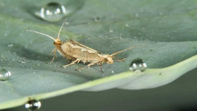 Polillas transgénicas que protegen cultivos