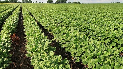 55 Mt de soja y 50 Mt de maíz para el ciclo 2019/20