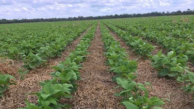 Poroto, un cultivo de ciclo corto que requiere soluciones rápidas