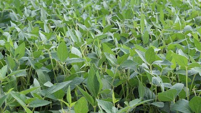 Para el combate contra los hongos, elegir las mejores armas