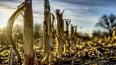 Uso de bioinoculantes para facilitar la descomposición de rastrojos de Maíz