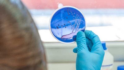 Descubren una especie de bacteria que degrada biomasa