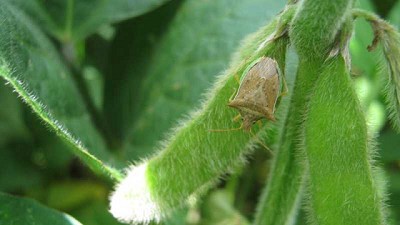 Manejo de chinches en el cultivo de soja