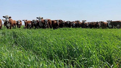 Incorporar avenas aumentaría tres veces la producción de carne