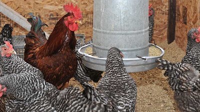 Cómo evitar el estrés por calor en aves de piso