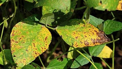 Investigadores del Instituto Leloir identificaron un gen que podría mejorar la tolerancia de los cultivos a enfermedades