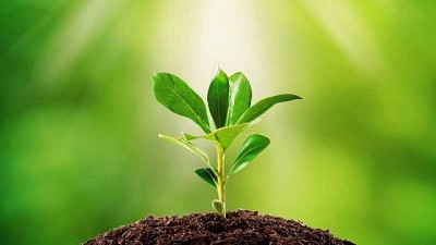 Identifican mecanismo que influye en el sistema inmune de las plantas