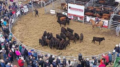 Agroactiva ganadera: en Armstrong convocan a las cabañas y se espera gran presencia de hacienda