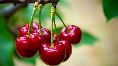 Cerezas: Productores argentinos realizan balance positivo de campaña, pese a complicaciones por coronavirus