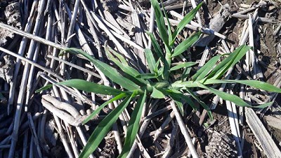 Se confirmó la resistencia múltiple en Pata de gallina a glifosato y haloxifop