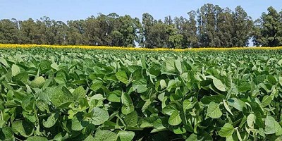 La producción local de soja perdió USD 2.000 millones en 15 días por la sequía y el efecto del coronavirus en los precios