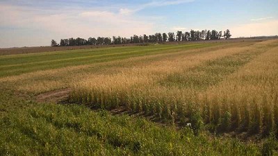 Los cultivos de cobertura resuelven más de 20 conflictos de manejo