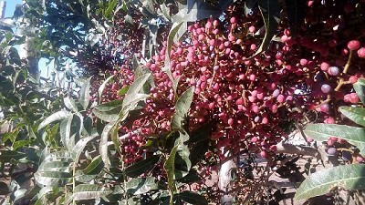 Pistacho: un paso más para obtener semillas híbridas en la Argentina