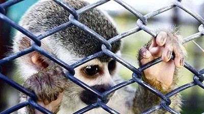 El positivo impacto ambiental que ha dejado el coronavirus