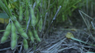 Pese a la coyuntura actual, cobra impulso la cosecha de soja
