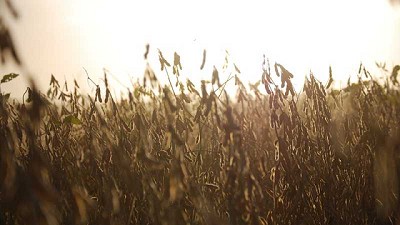 Cómo realizar la cosecha de granos en el contexto de emergencia sanitaria