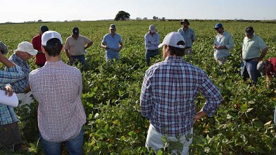 Los productores recurren a manuales propios para maximizar rendimientos