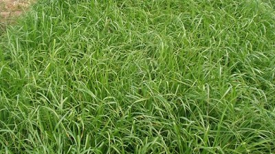 Raigrás, un banco que crece