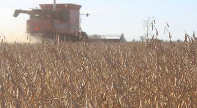 El buen clima impulsa la cosecha gruesa