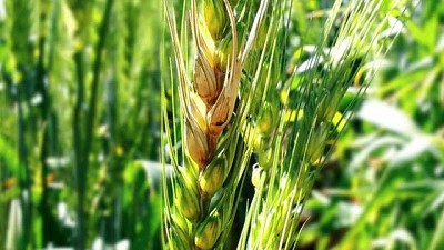 Descubren un gen que protege al trigo y la cebada del ataque de fusarium